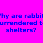 Why are rabbits surrendered to shelters?