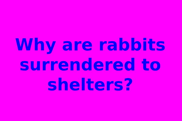 Why are rabbits surrendered to shelters?