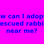 How can I adopt a rescued rabbit near me?