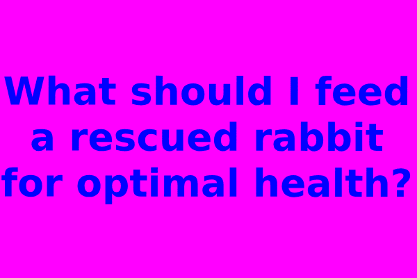 What should I feed a rescued rabbit for optimal health?