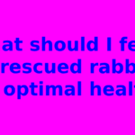 What should I feed a rescued rabbit for optimal health?