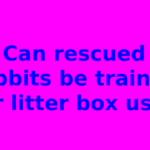 Can rescued rabbits be trained for litter box use?