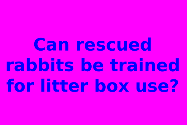 Can rescued rabbits be trained for litter box use?