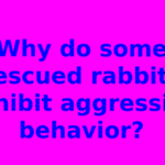 Why do some rescued rabbits exhibit aggressive behavior?