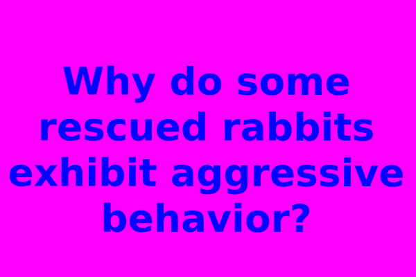 Why do some rescued rabbits exhibit aggressive behavior?