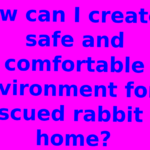 How can I create a safe and comfortable environment for a rescued rabbit at home?