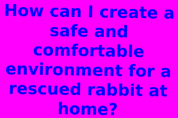 How can I create a safe and comfortable environment for a rescued rabbit at home?