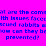 What are the common health issues faced by rescued rabbits and how can they be prevented?