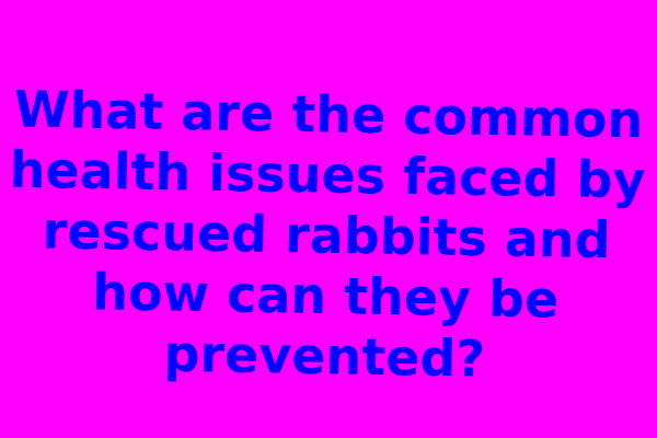 What are the common health issues faced by rescued rabbits and how can they be prevented?