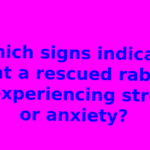 Which signs indicate that a rescued rabbit is experiencing stress or anxiety?