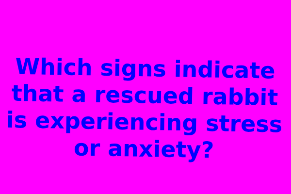 Which signs indicate that a rescued rabbit is experiencing stress or anxiety?