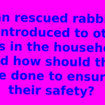 Can rescued rabbits be introduced to other pets in the household, and how should this be done to ensure their safety?