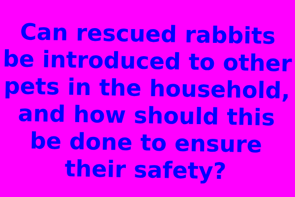 Can rescued rabbits be introduced to other pets in the household, and how should this be done to ensure their safety?