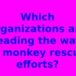 Which organizations are leading the way in monkey rescue efforts?