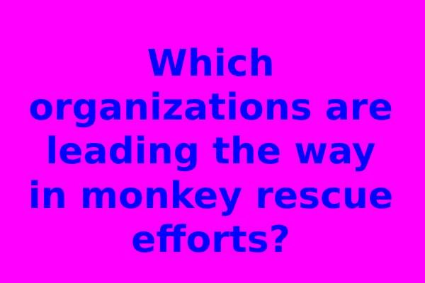 Which organizations are leading the way in monkey rescue efforts?