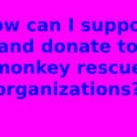 How can I support and donate to monkey rescue organizations?
